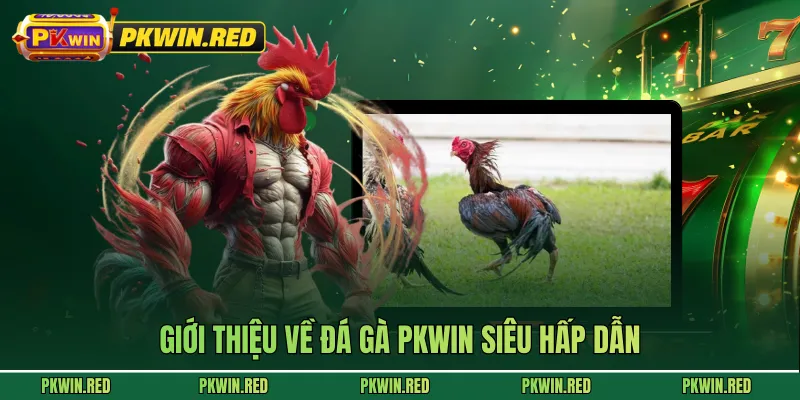 Giới thiệu về đá gà PKWIN siêu hấp dẫn