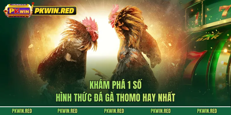 Khám phá 1 số hình thức đá gà Thomo hay nhất